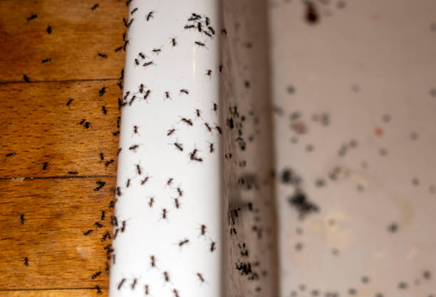 Best Best Pest Control Companies  in Beebe, AR
